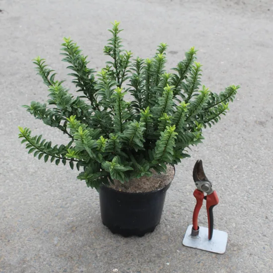 Fusain du japon 'Microphyllus'