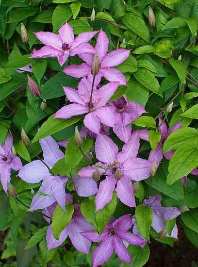 Clématite 'Sibyl'