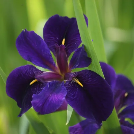 Iris de louisiane