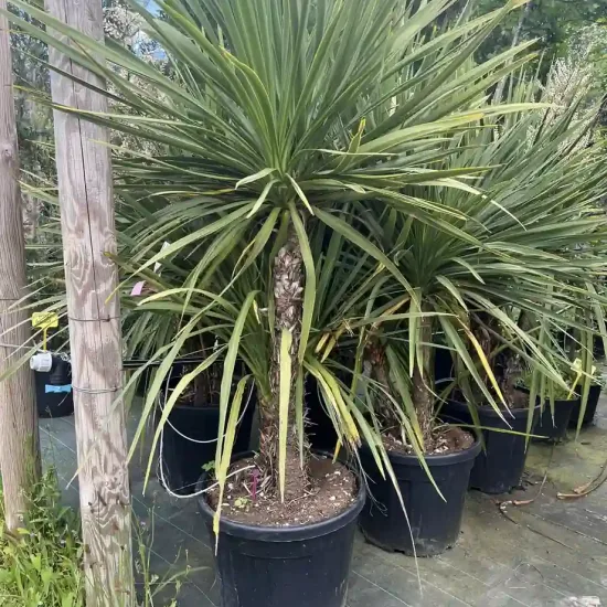 Cordyline
