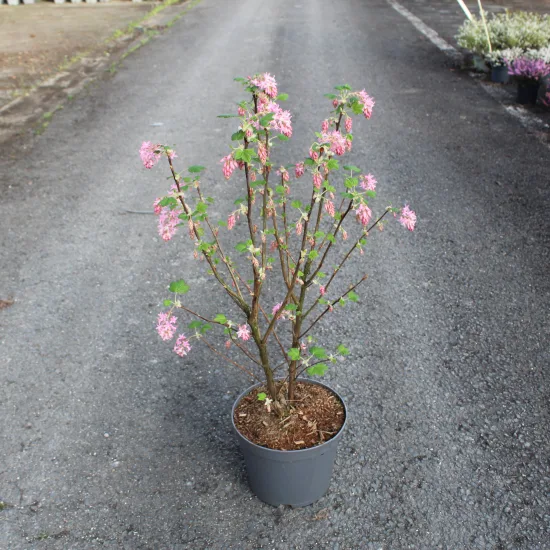 Groseillier à fleurs 'King edward vii'