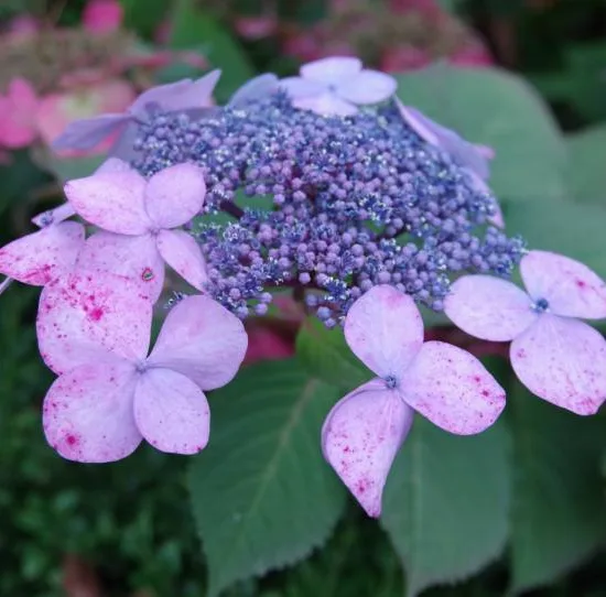 Hortensia 'Mousmee rose'