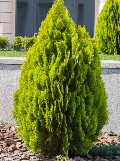 Cyprès de lawson 'Alumigold'