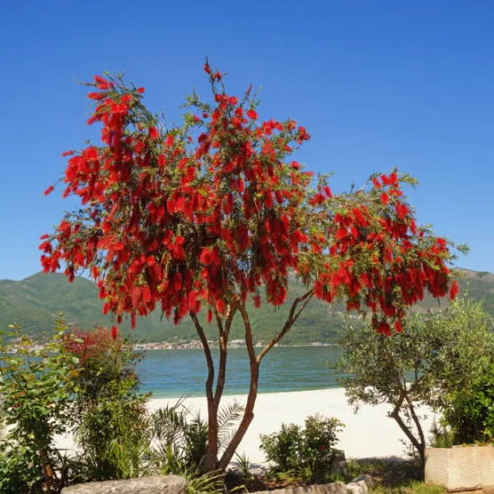 Rince-bouteille 'Captain Cook'