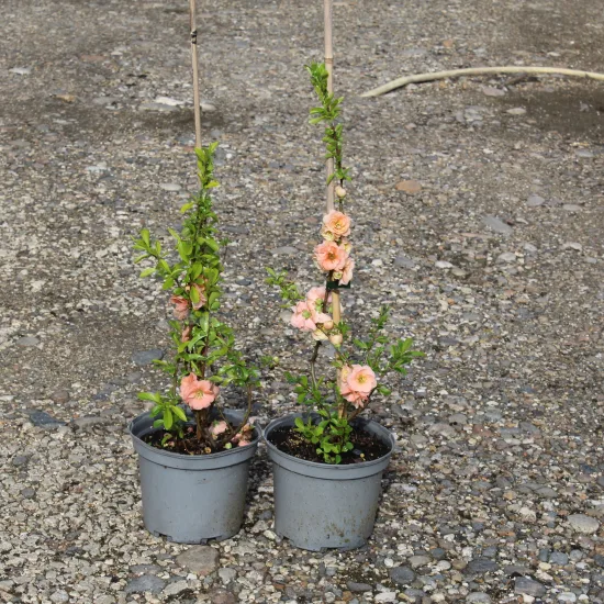 Cognassier à fleurs 'Cameo saumon'