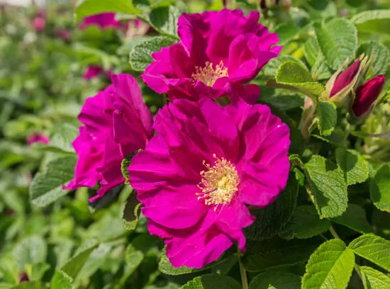 Rosier 'Exception rotes meer'