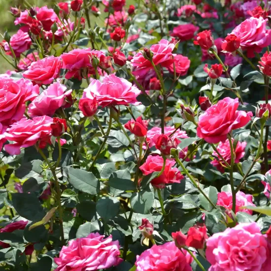 Rosier 'Crazy pink voluptia'