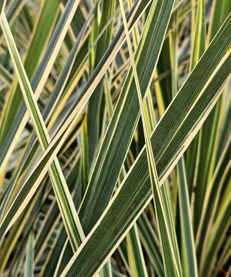 Lin de nouvelle-zélande 'Variegatum nana'