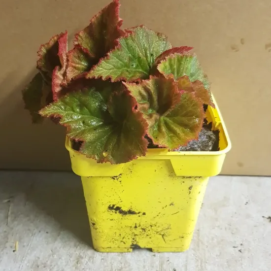Bégonia parfumée 'Pink delight'