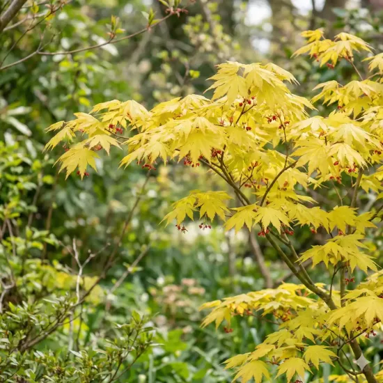 érable du japon à feuilles d'aconit 'Aureum'