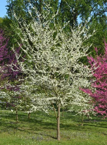 Gainier du canada 'Royal white'
