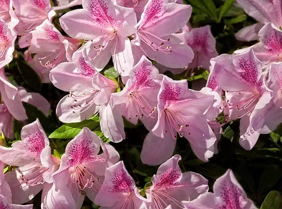 Abelia à grandes fleurs Sparking silver