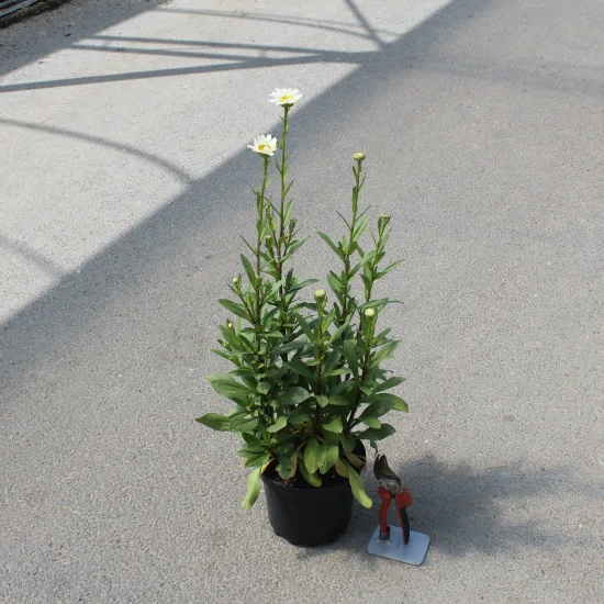 Marguerites 'Becky'