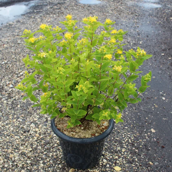 Millepertuis 'Magical sunshine'