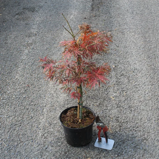 Érable du japon 'Dissectum garnet'