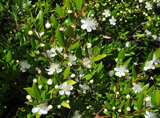 Myrte 'Tarentina'