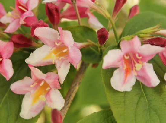 Weigelia 'Summer peach'