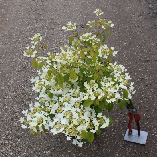 Viorne de chine 'Watanabe'