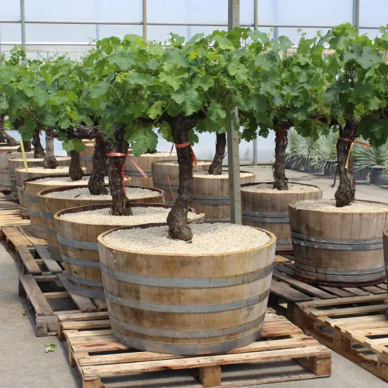 Vigne 'De table'
