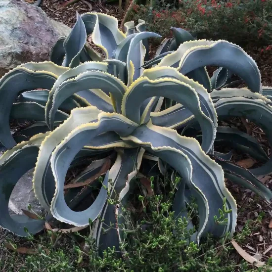 Agave  'Curls'