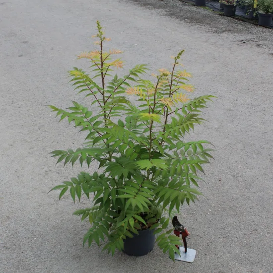 Fausse spirée à feuilles de sorbier 'Sem'