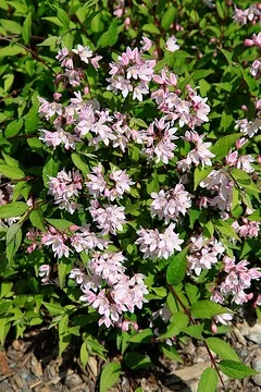 Deutzie 'Raspberry sundae'
