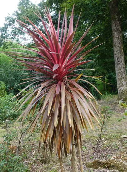 Cordyline 'Charlie boy'