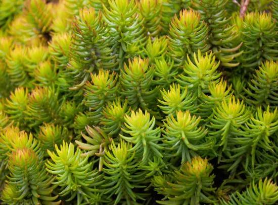 Orpin/sedum nevii 'silver frost'