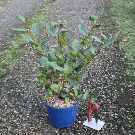 Camélia 'Theojardin'