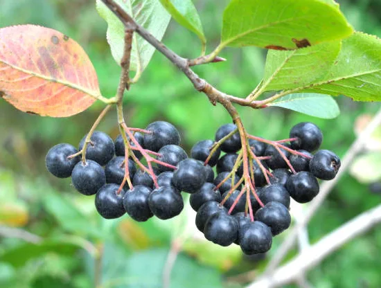 Cassissier 'Delbard robusta'