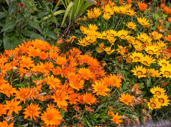 Gazania x hybrida gris