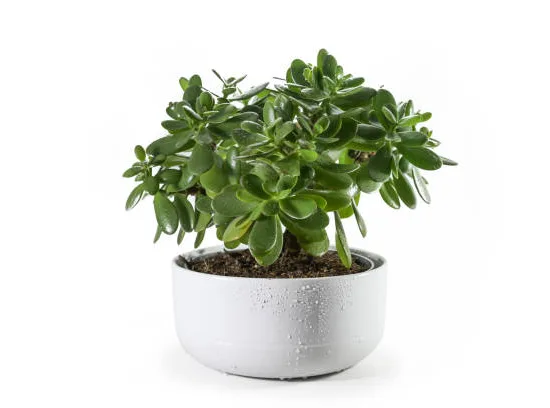 Arbre de Jade
