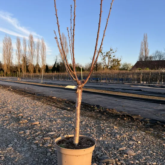 Cerisier 'Maynard'