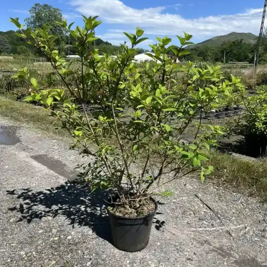Hortensia paniculé 'Diamant rouge'