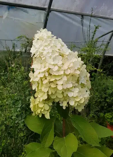 Hortensia paniculé 'Hercules'