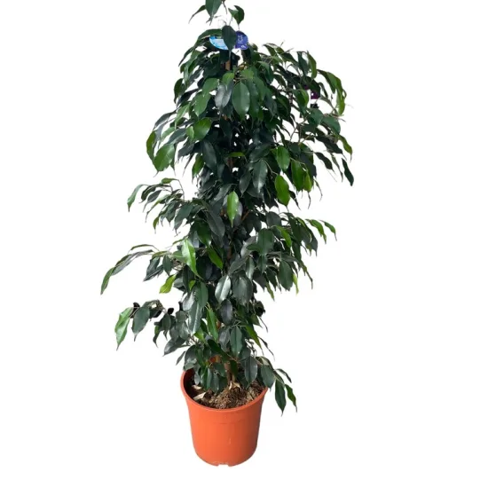 Ficus benjamina