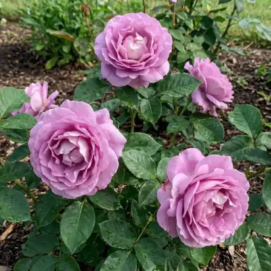 Rosier 'Lugdunum '