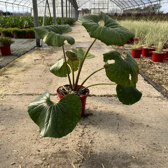 Farfugium 'Arctic jungle''