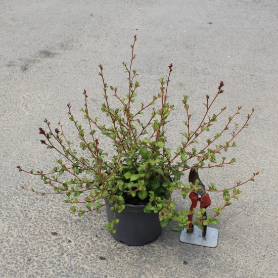Plumbago de chine