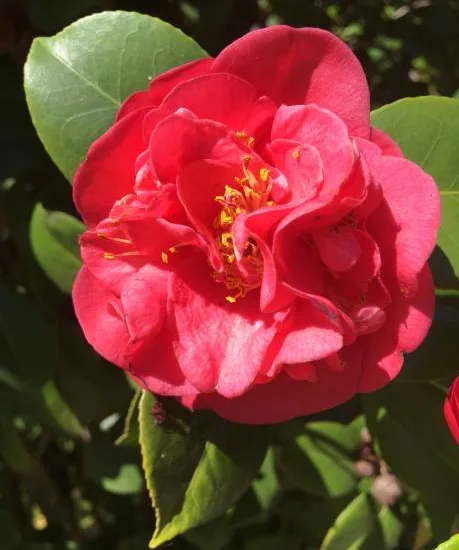 Camélia du japon 'Gay time rose'