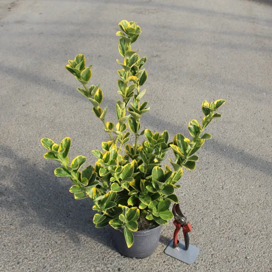 Fusain du japon 'Aureomarginatus'
