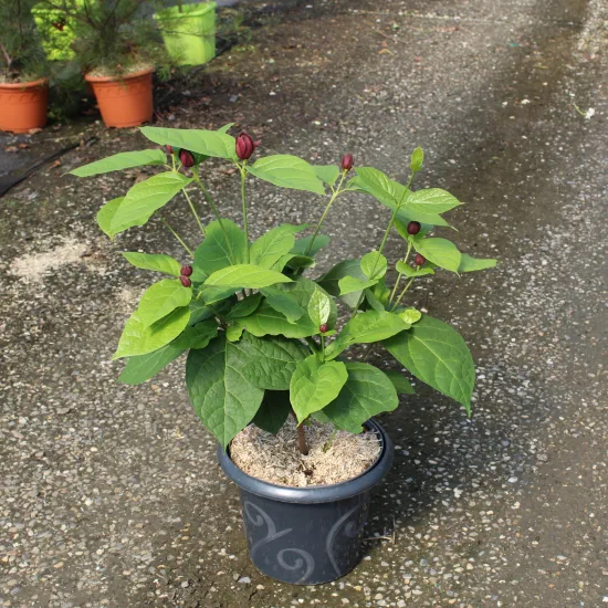 CALYCANTHUS raulstonii Hartlage wine