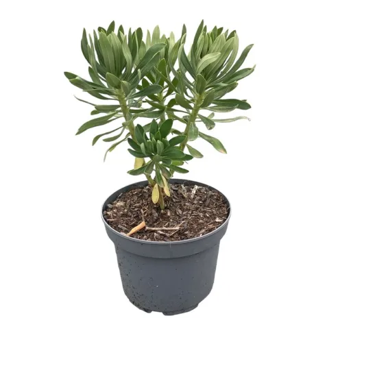 Euphorbia characias 'wulfenii'