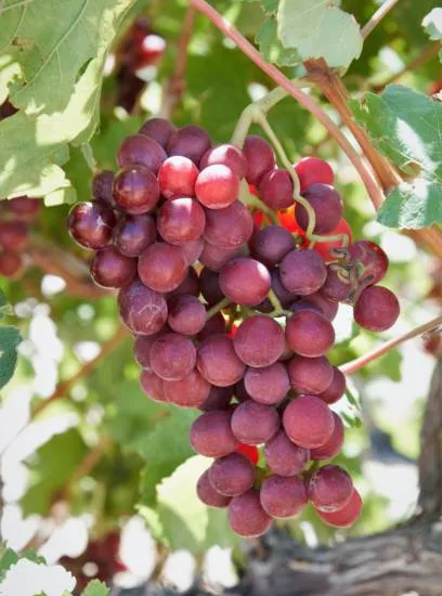 Vigne 'De table cardinal'