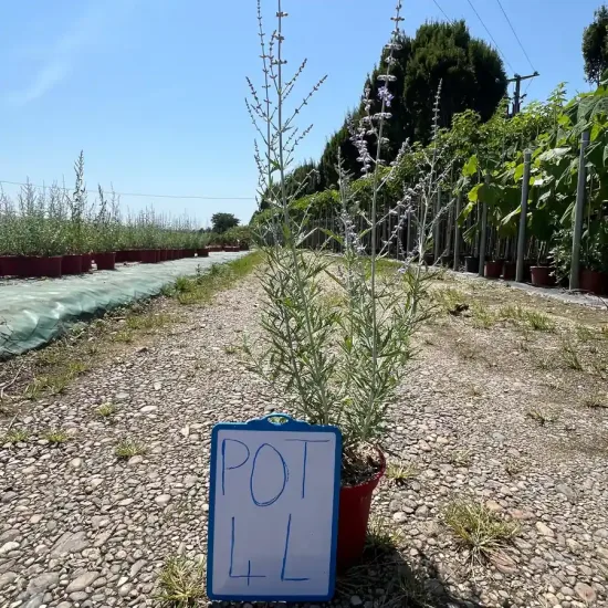 Sauge de sibérie 'Blue spire'