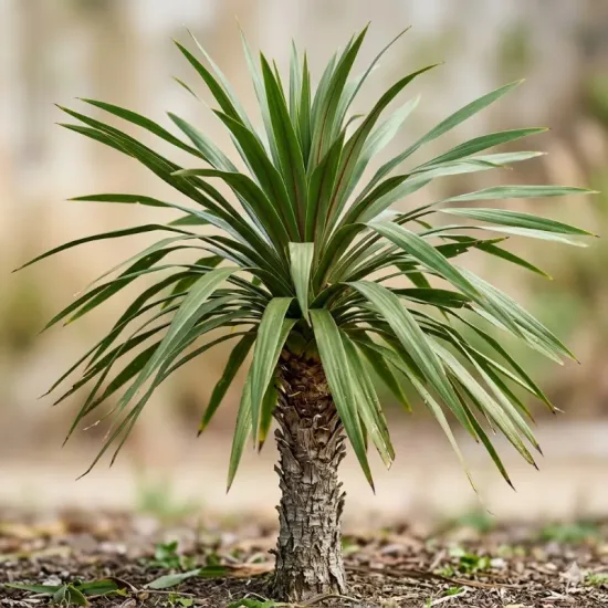 Cordyline