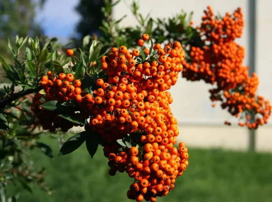 Buisson-ardent 'Orange cadange'