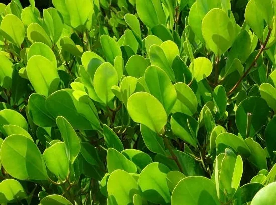 Griselinie du littoral 'Green horizon'
