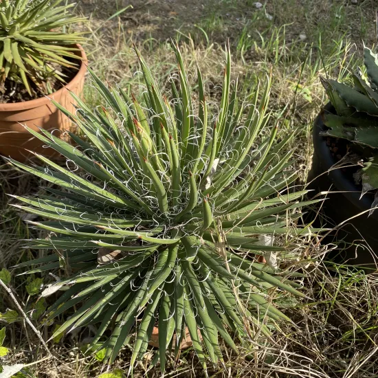 Agave flexiflora