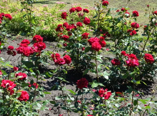Rosier 'Hacienda '